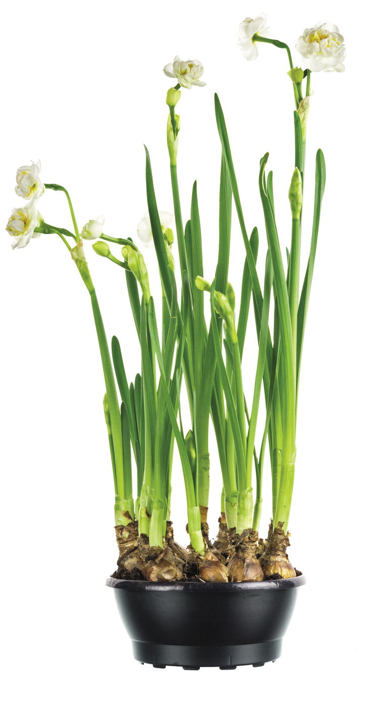 White flowers grow on long, green stalks in a black pot.